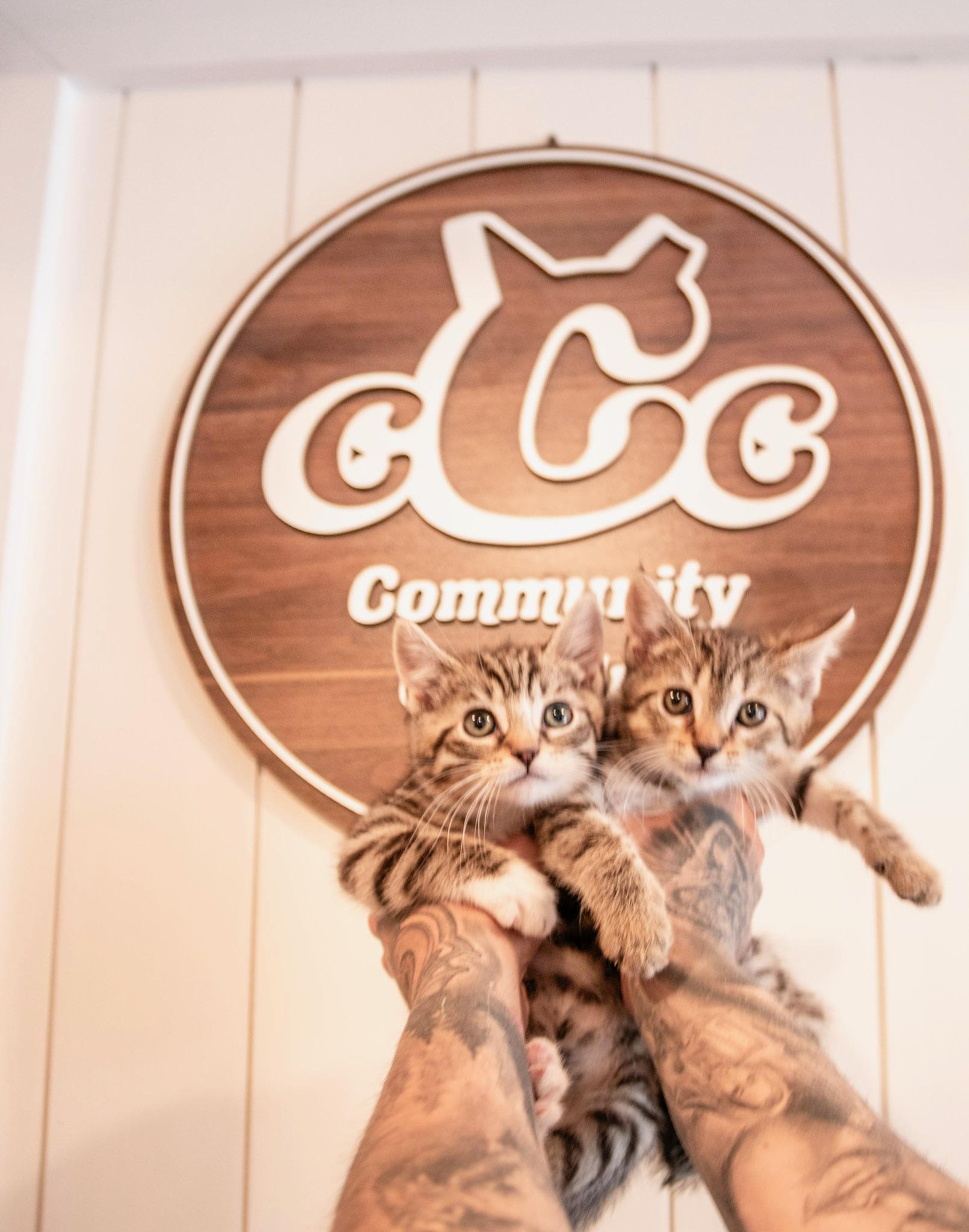 Enlarge Fluttershy , an adopted Domestic Short Hair in Bellmawr, NJ image 2/2