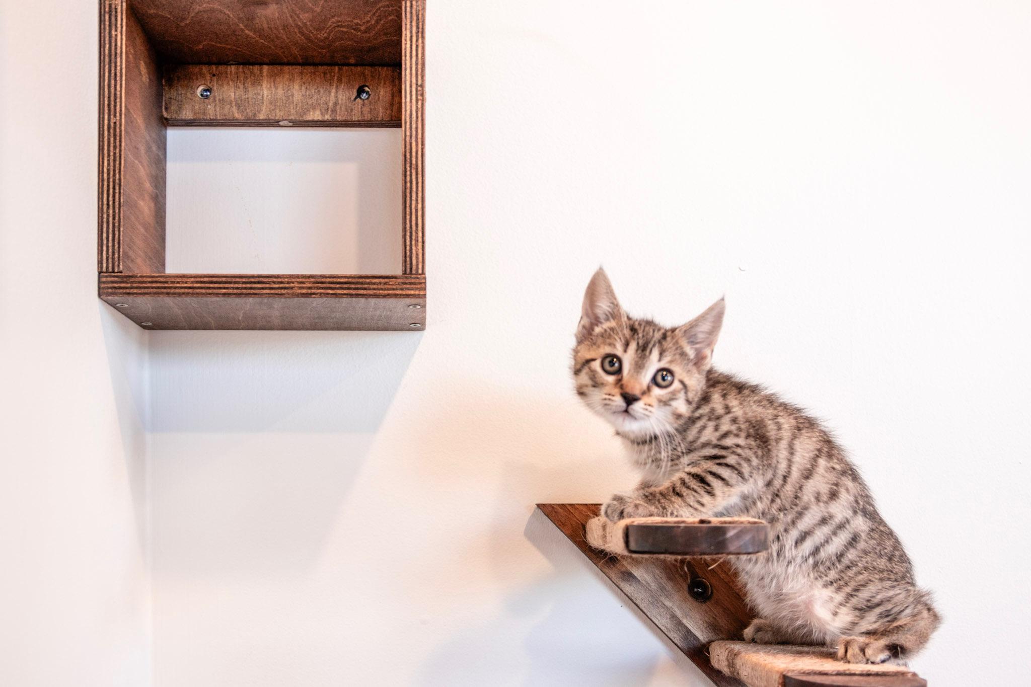 Enlarge Fluttershy , an adopted Domestic Short Hair in Bellmawr, NJ image 1/2