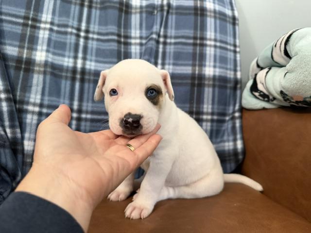 Scottie Surprise - ARRIVING on 7/8, a Adoptable mixed breed in Woburn, MA image 2/4