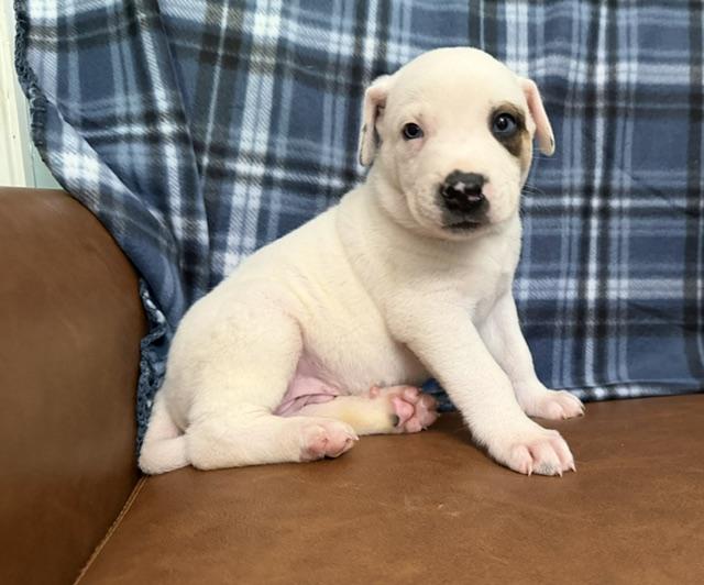Scottie Surprise - ARRIVING on 7/8, a Adoptable mixed breed in Woburn, MA image 4/4