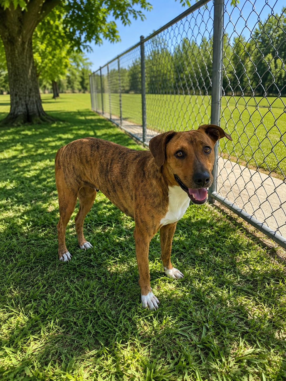 Harmony, Adoptable, Young Female Plott Hound & Mixed Breed.
