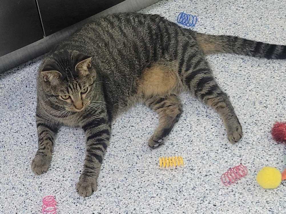 Ealing, Adoptable, Adult Male Domestic Short Hair.