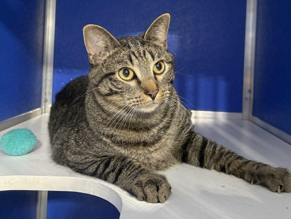 Ealing, a Adoptable Domestic Short Hair in Colorado Springs, CO image 2/2