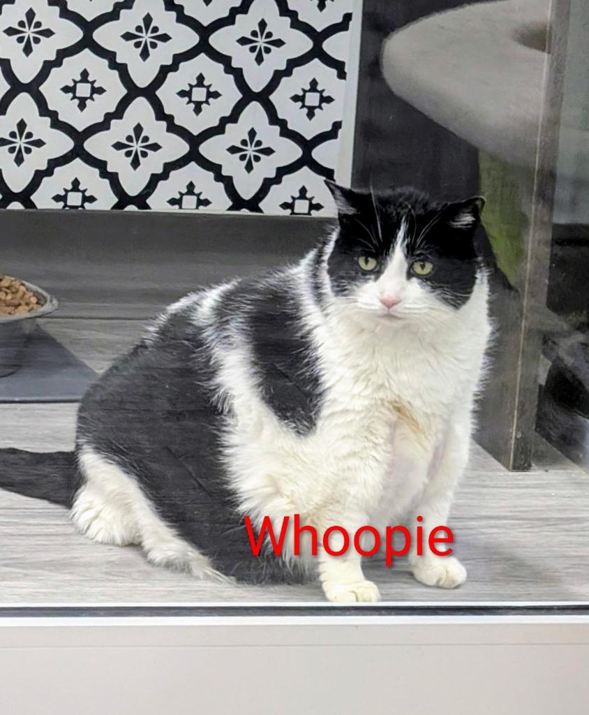 Enlarge Whoopie (fka Just a lil Cat), a Adoptable mixed breed in Leonardtown, MD image 1/2