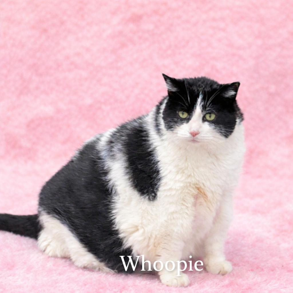 Enlarge Whoopie (fka Just a lil Cat), a Adoptable mixed breed in Leonardtown, MD image 2/2