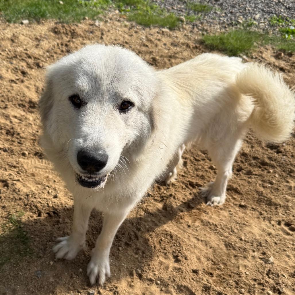 Enlarge CT Yuki, a Adoptable Great Pyrenees in Eastford, CT image 2/6