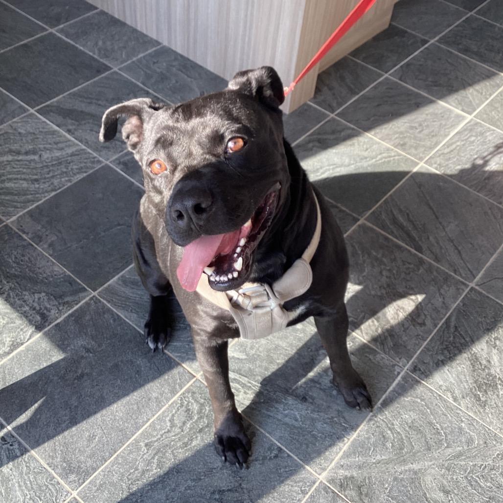 Pepe, Adoptable, Adult Male Mixed Breed.