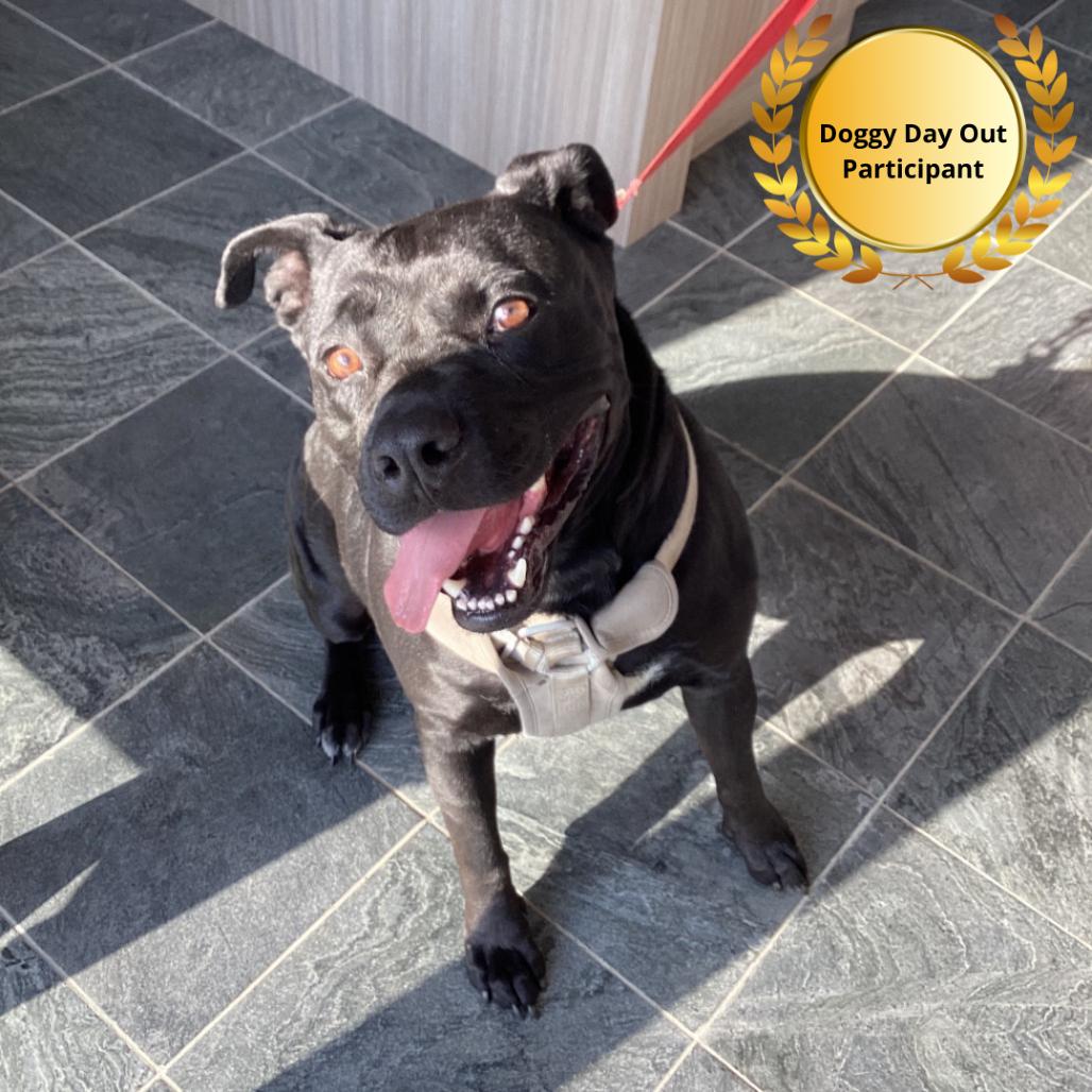 Enlarge Pepe, a Adoptable Mixed Breed in Clearwater, FL image 2/2