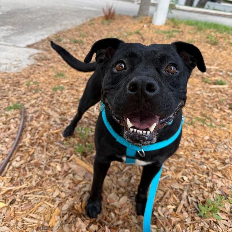 Pepe, a Adoptable Mixed Breed in Clearwater, FL image 3/4