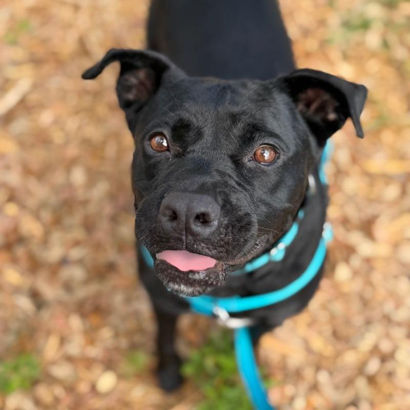 Pepe, a Adoptable Mixed Breed in Clearwater, FL image 4/4