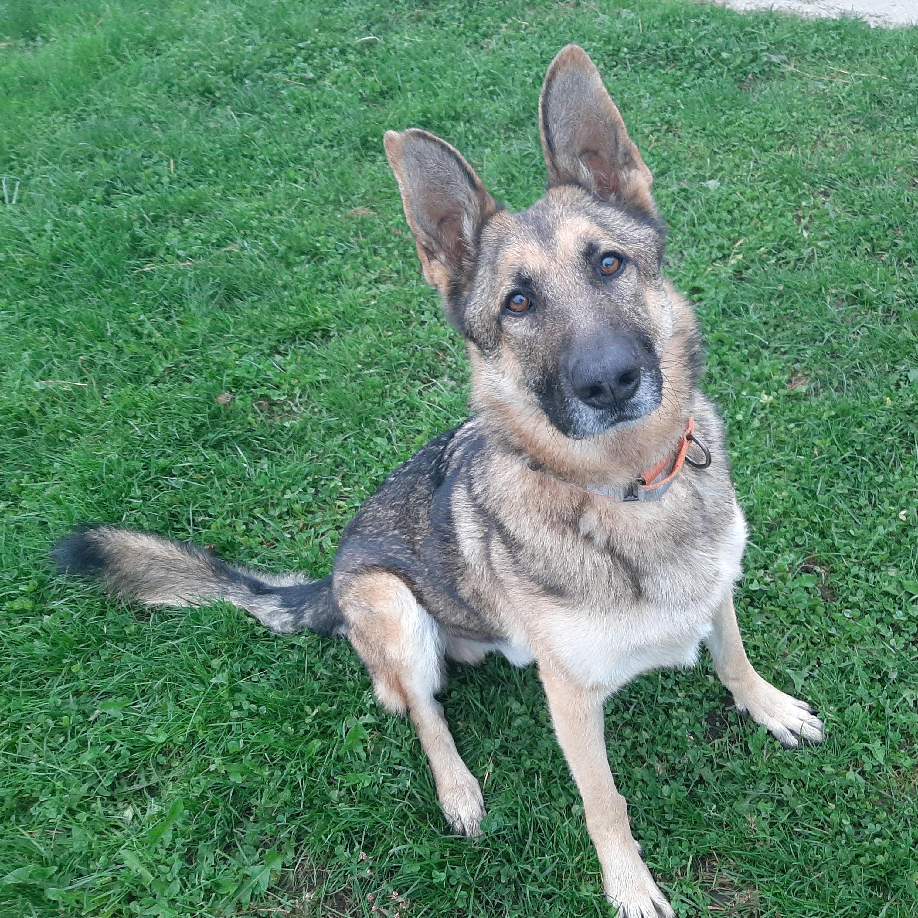 Enlarge Kendrick, a Adoptable mixed breed in Lake Odessa, MI image 3/6