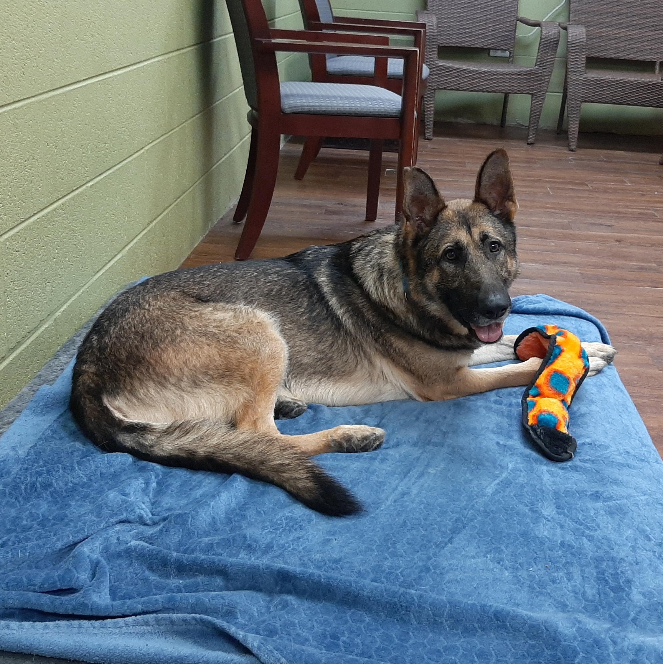 Enlarge Kendrick, a Adoptable mixed breed in Lake Odessa, MI image 4/6