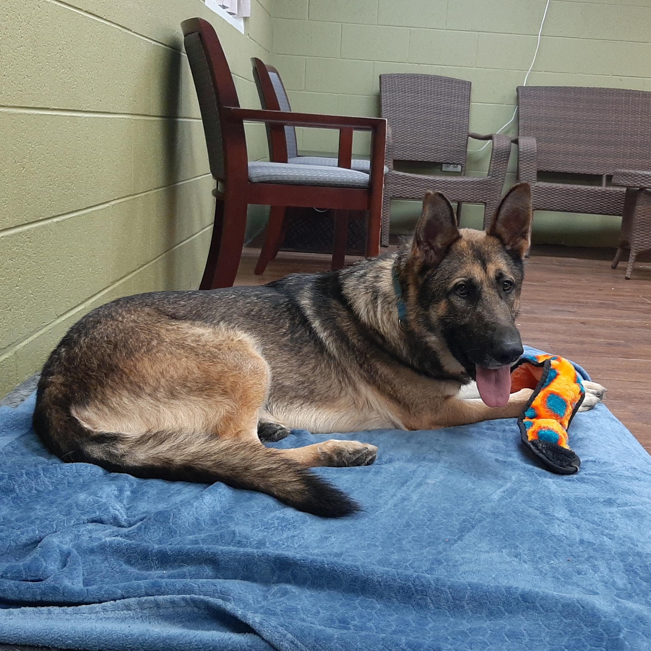 Enlarge Kendrick, an adoptable mixed breed in Lake Odessa, MI image 5/5