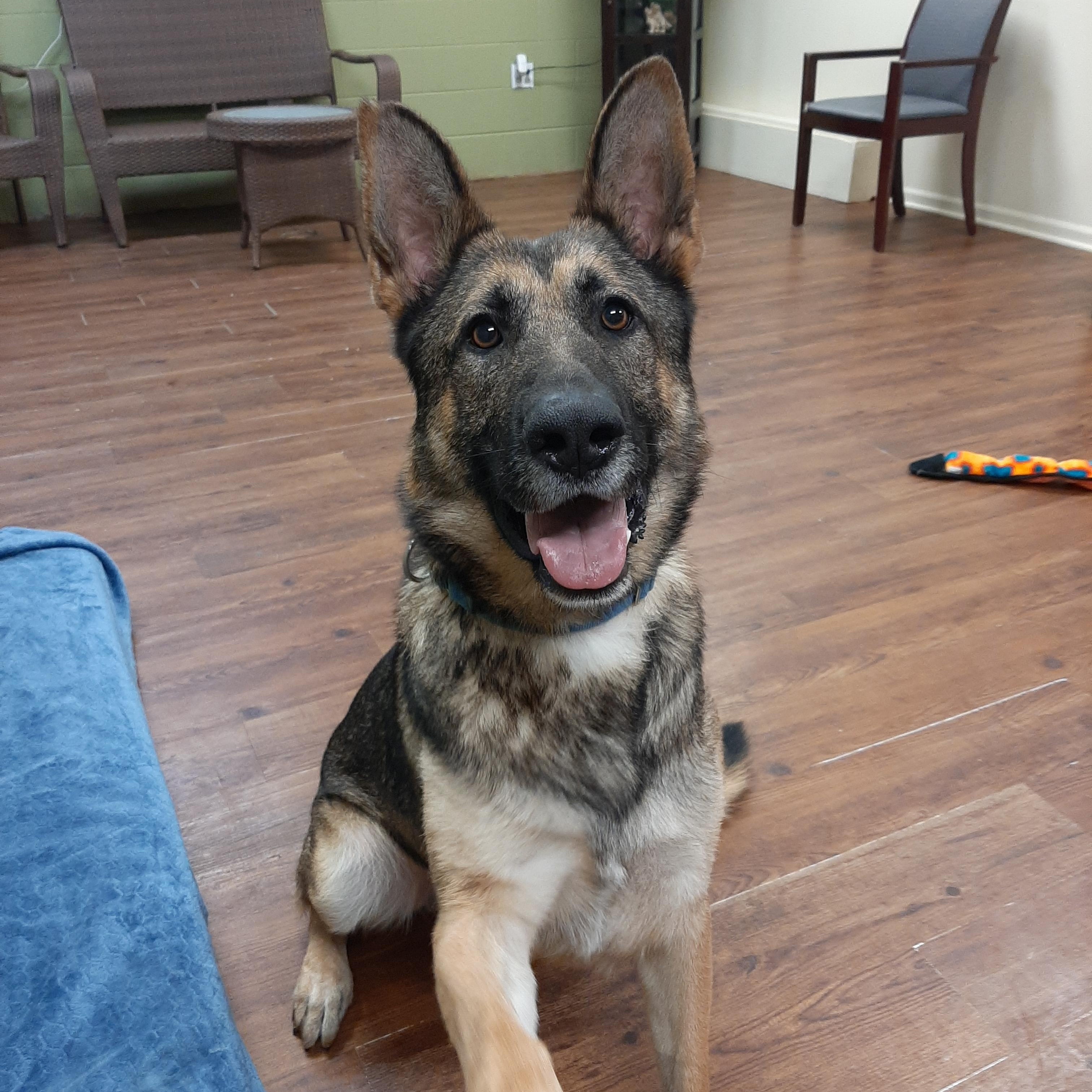 Enlarge Kendrick, an adoptable mixed breed in Lake Odessa, MI image 3/5