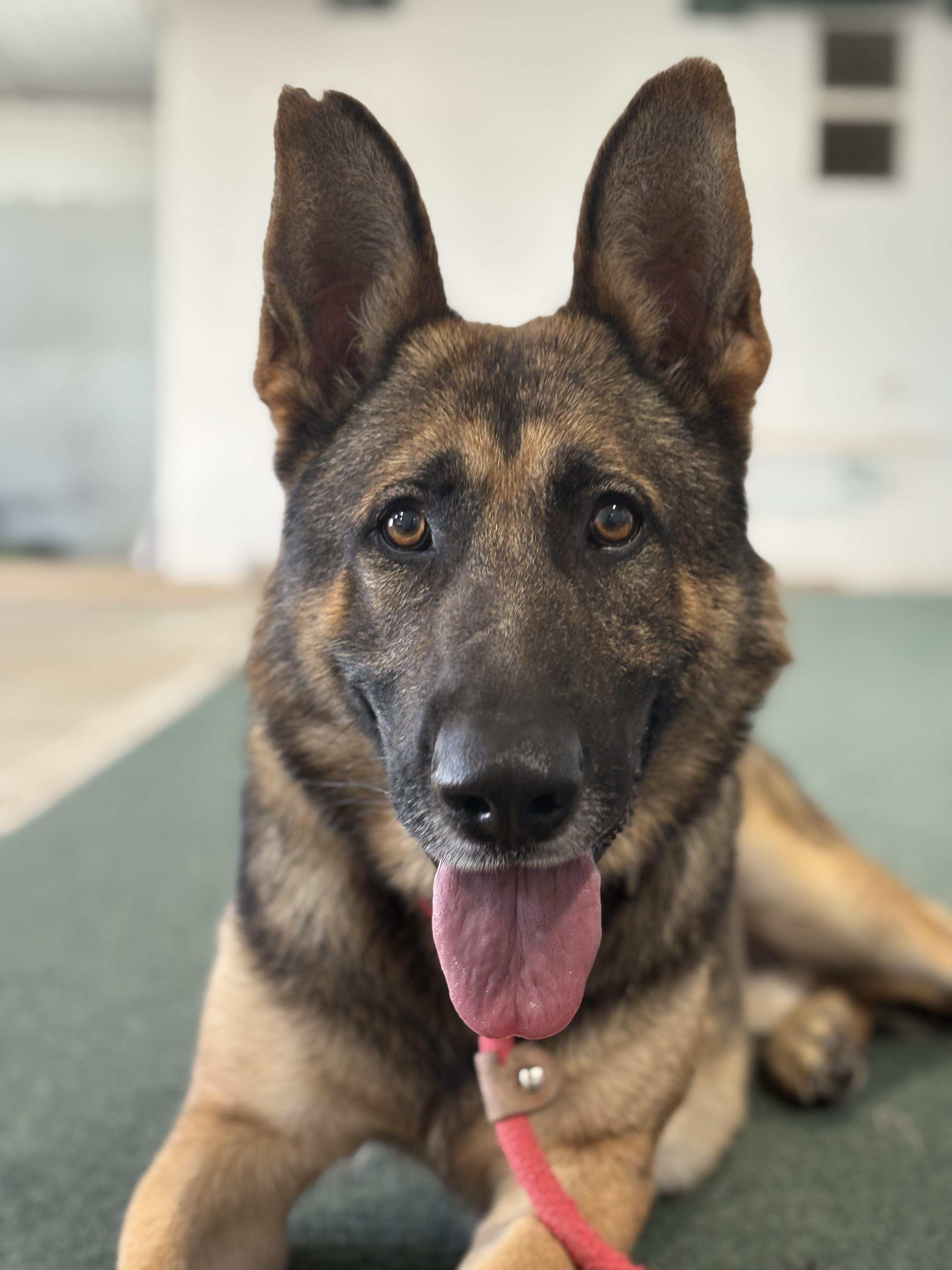 Kendrick, adoptable, Adult Male German Shepherd Dog.