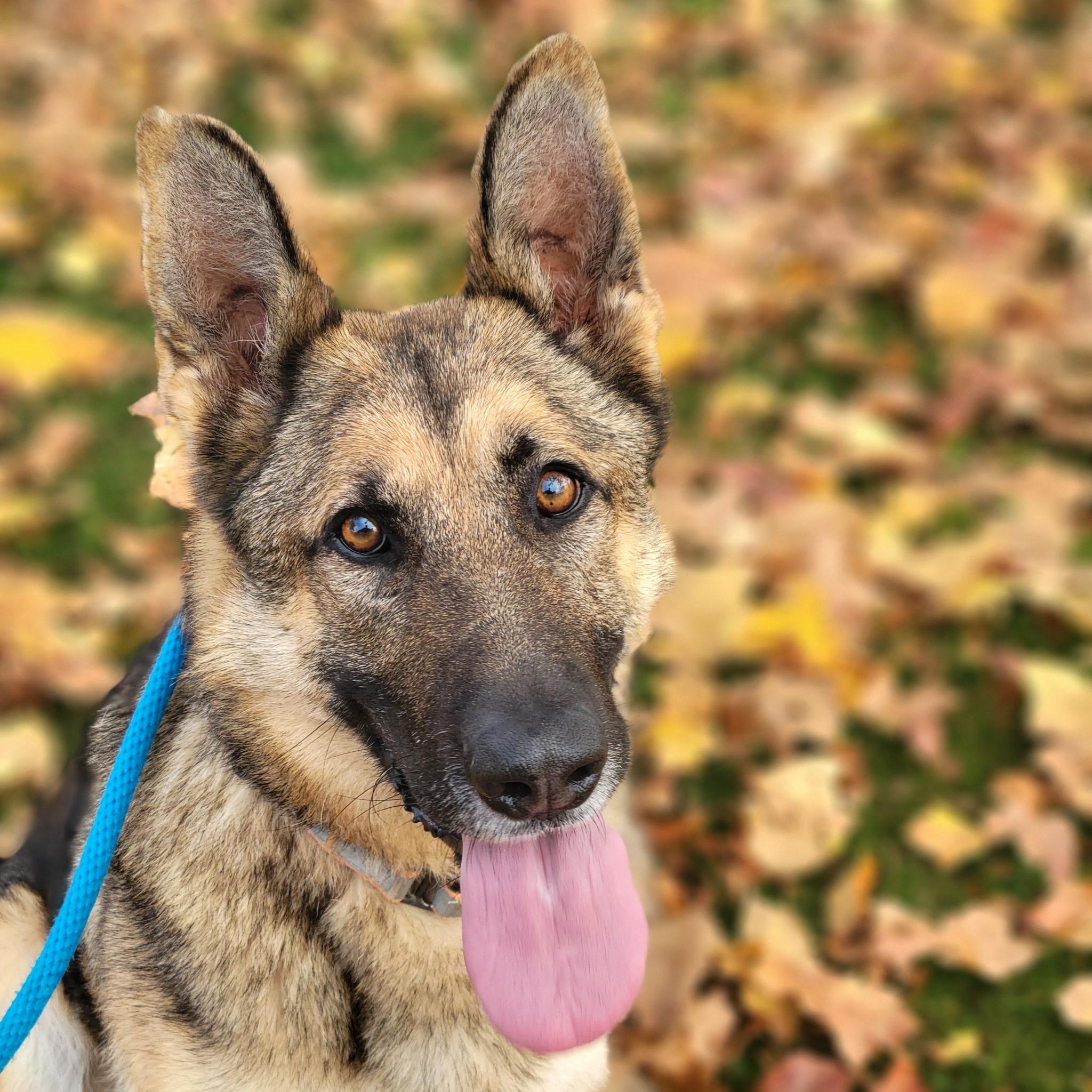 Kendrick, Adoptable, Adult Male German Shepherd Dog.