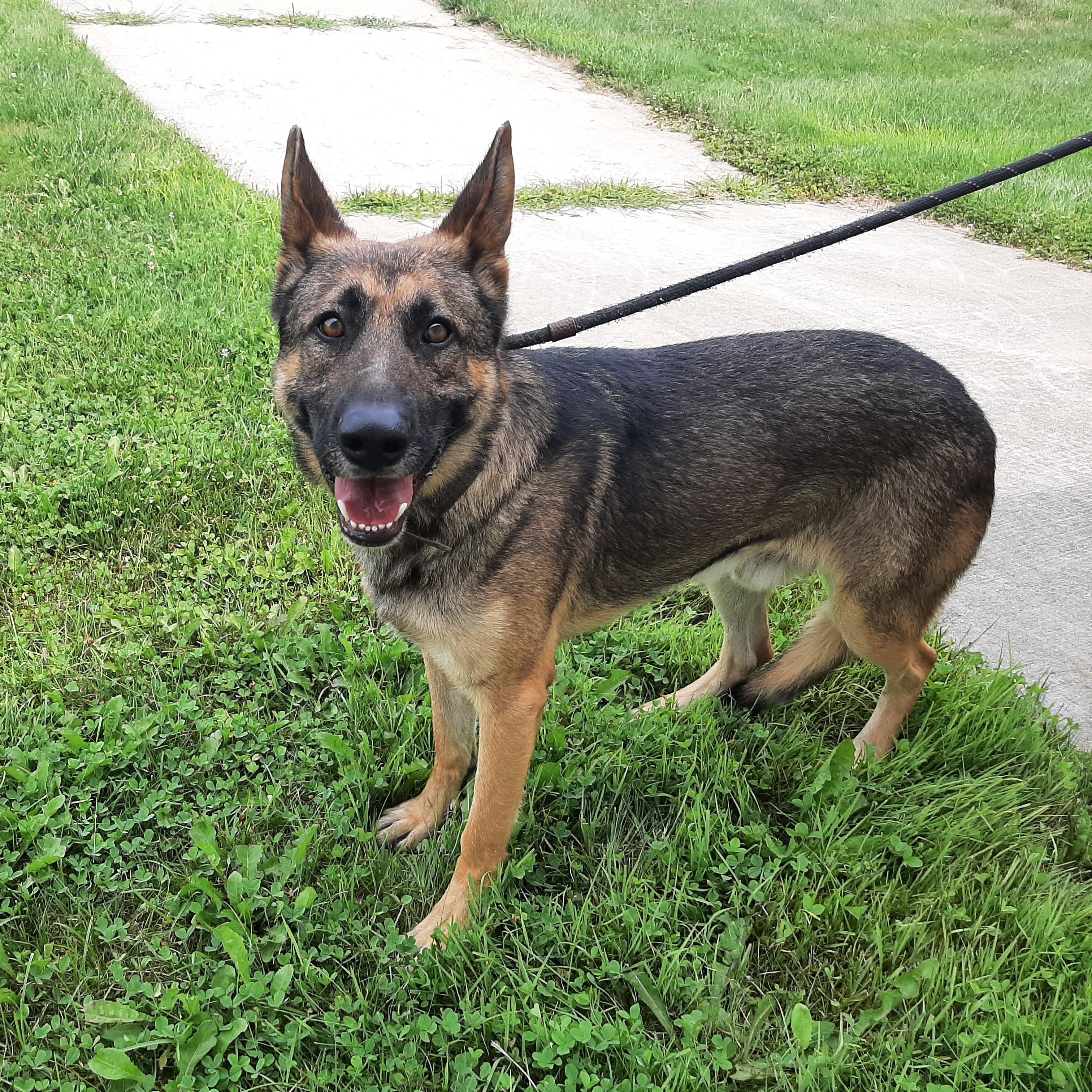 Enlarge Kendrick, an adoptable mixed breed in Lake Odessa, MI image 2/5