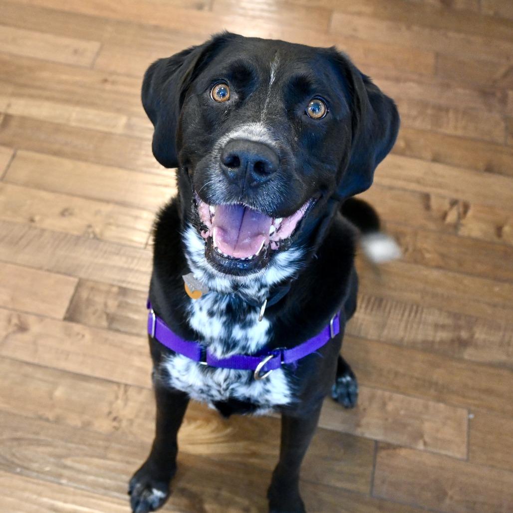 Enlarge Buddy, a Adoptable mixed breed in New York, NY image 2/6
