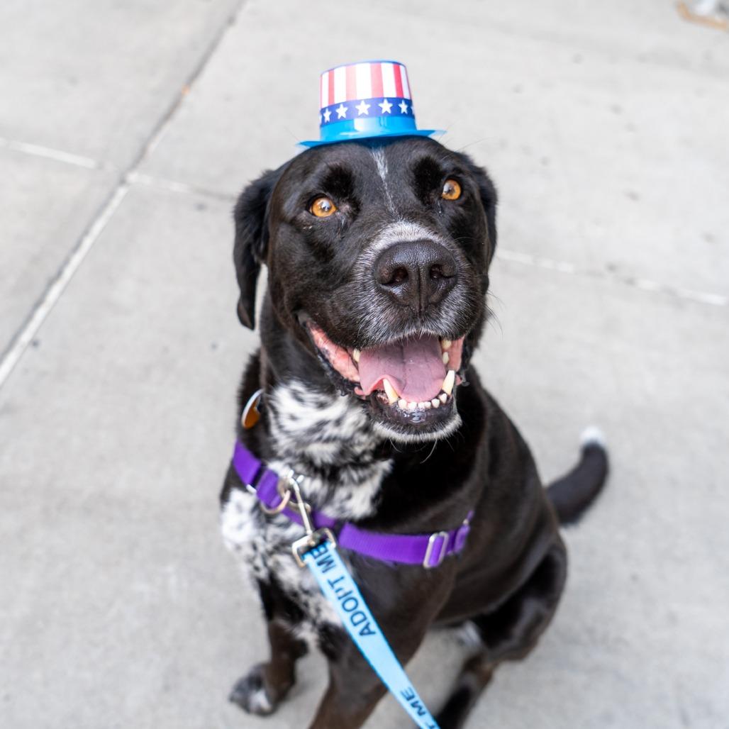 Enlarge Buddy, a Adoptable mixed breed in New York, NY image 3/6