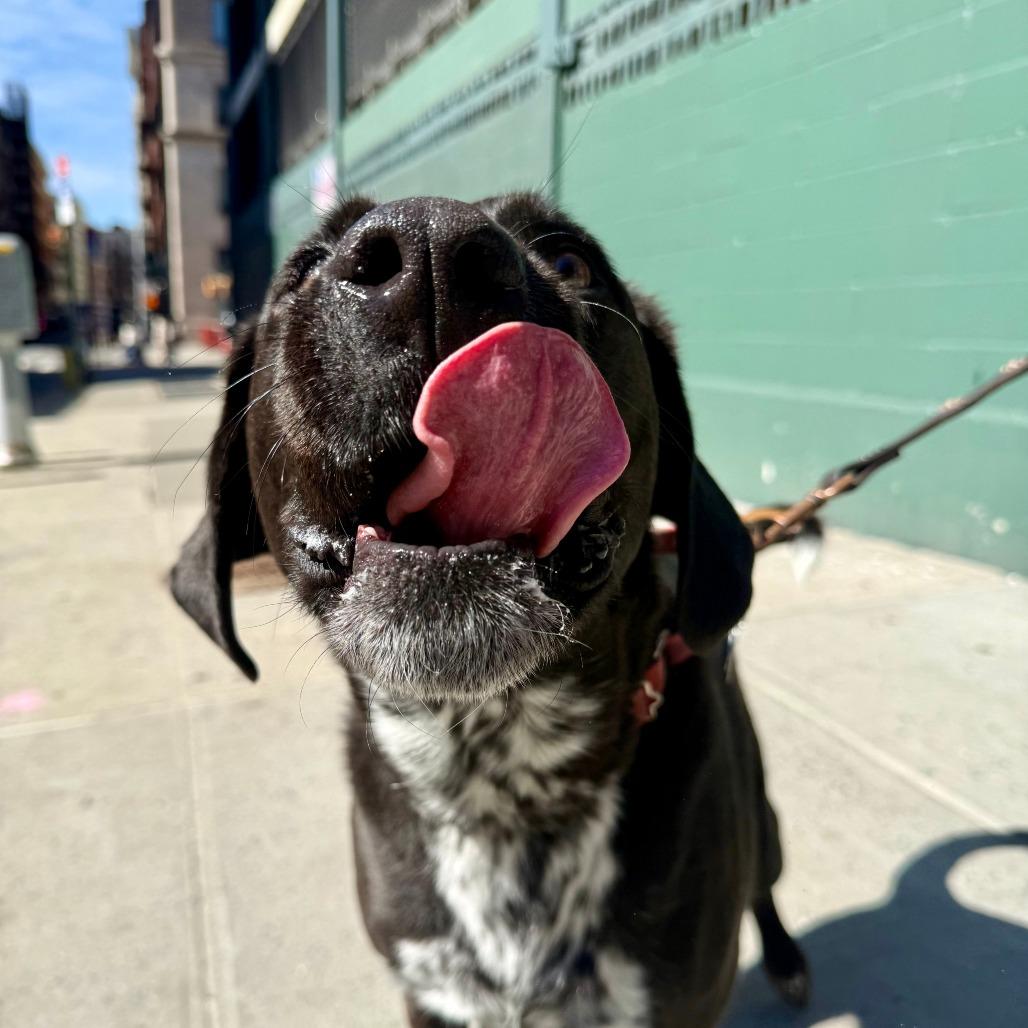 Enlarge Buddy, a Adoptable mixed breed in New York, NY image 5/6