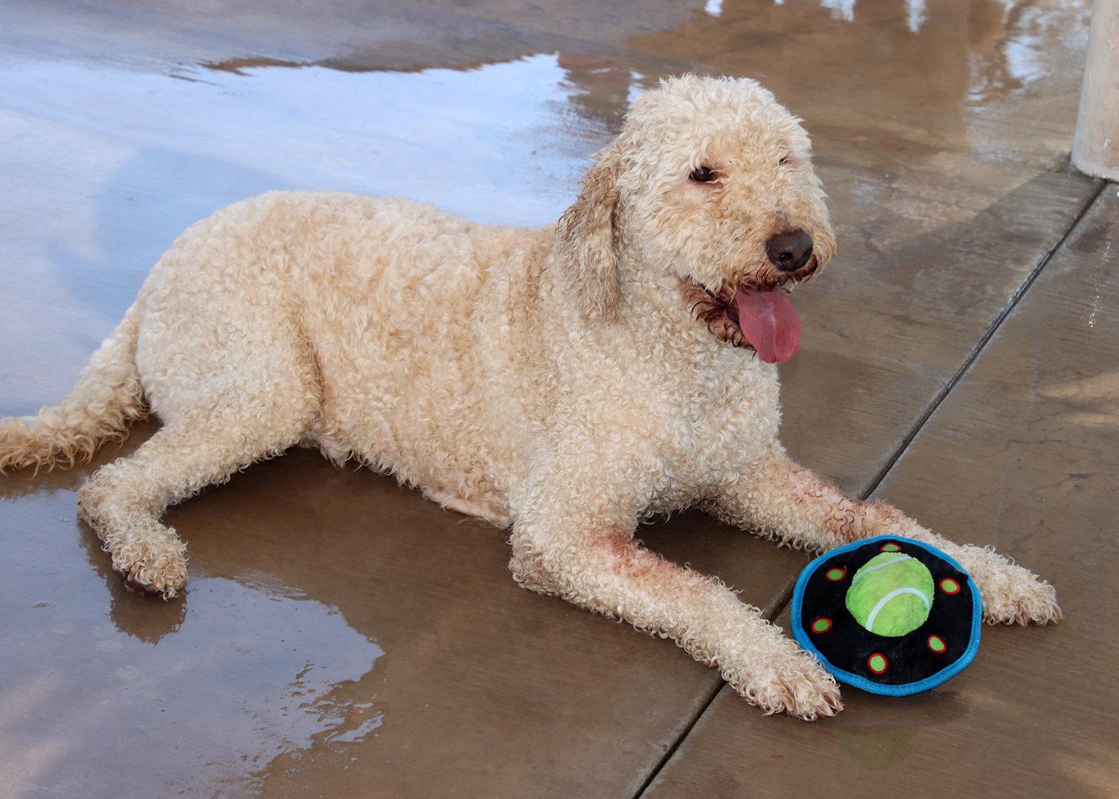 Bear, a Adoptable mixed breed in Glendale, AZ image 1/3
