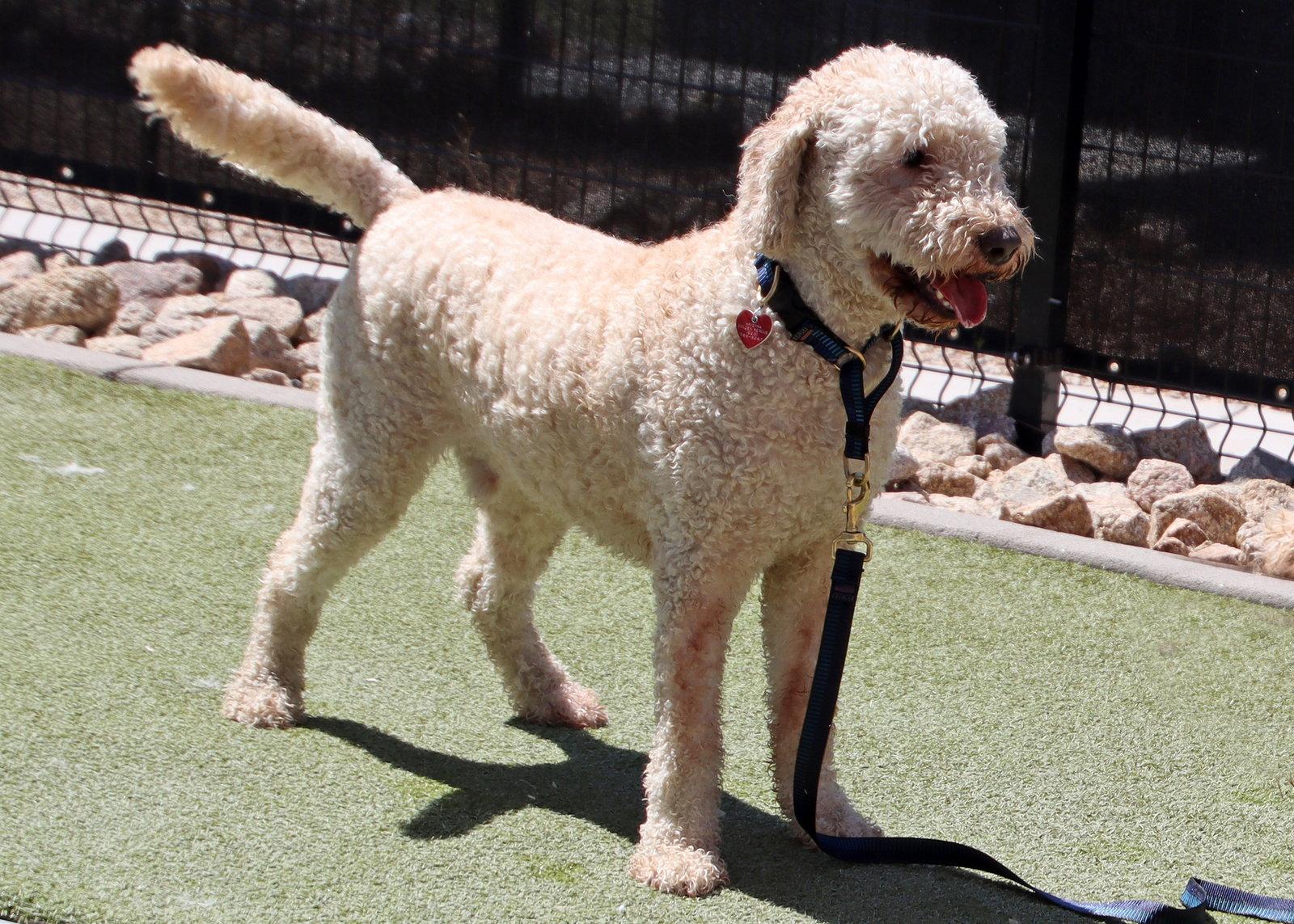 Bear, a Adoptable mixed breed in Glendale, AZ image 2/3