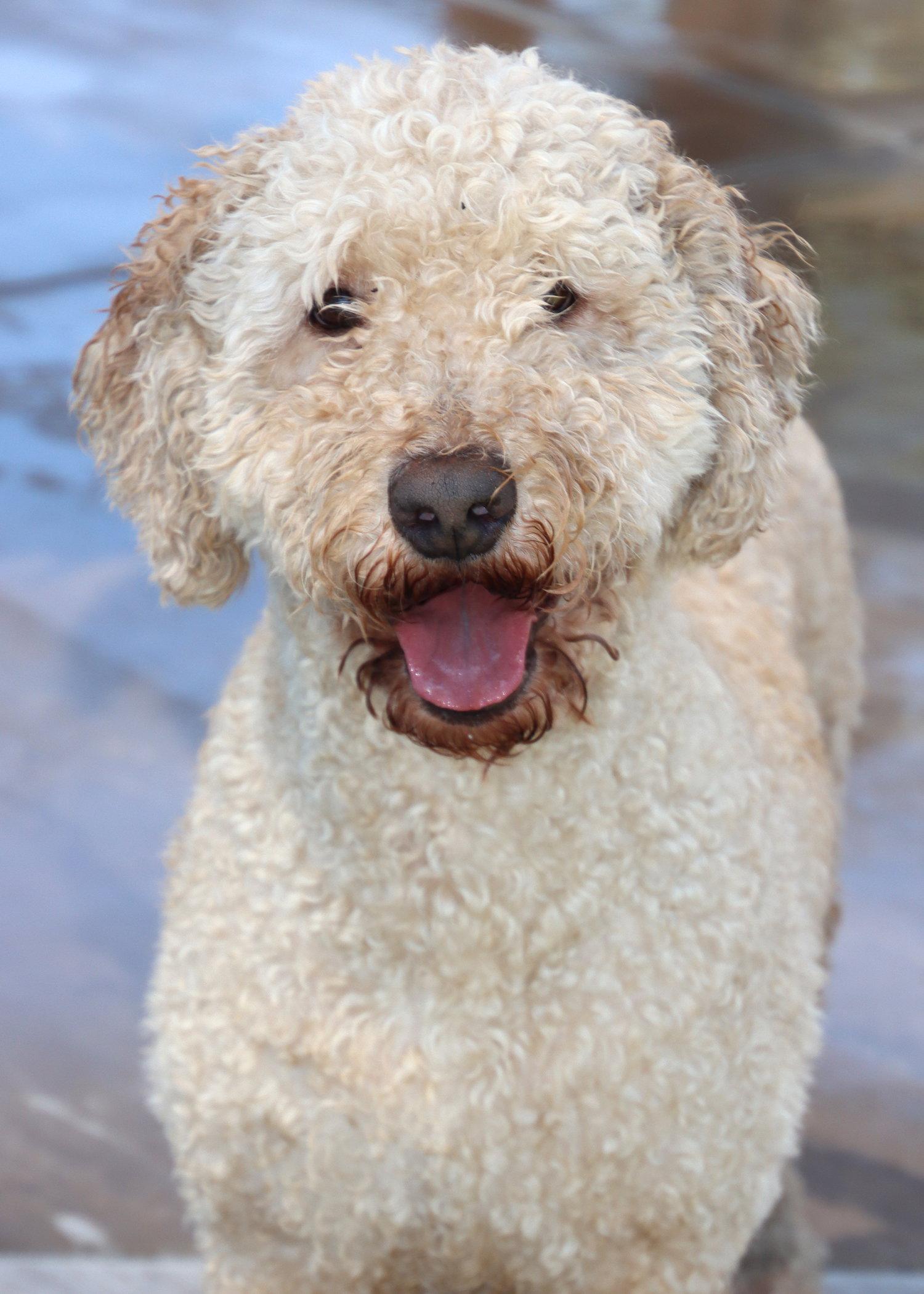 Bear, a Adoptable mixed breed in Glendale, AZ image 3/3