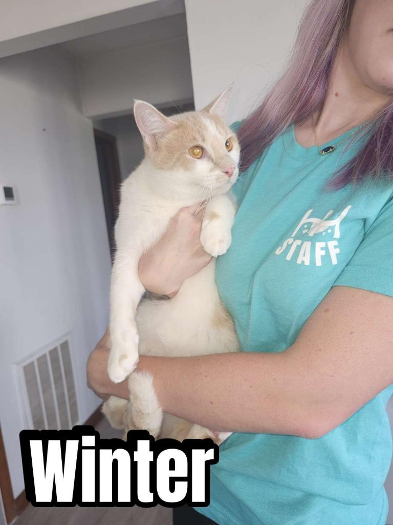 Winter, Adoptable, Young Male Domestic Short Hair.