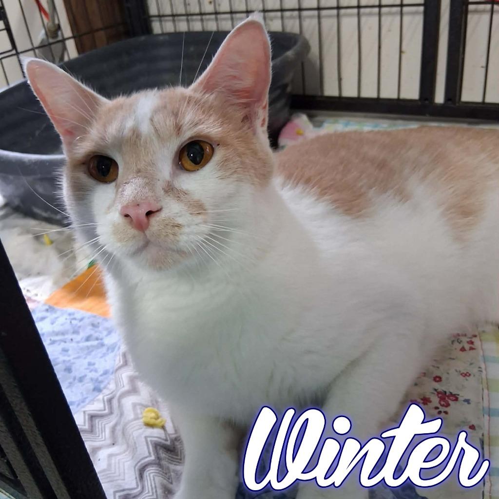 Winter, a Adoptable Domestic Short Hair in Hillsboro, OH image 2/3
