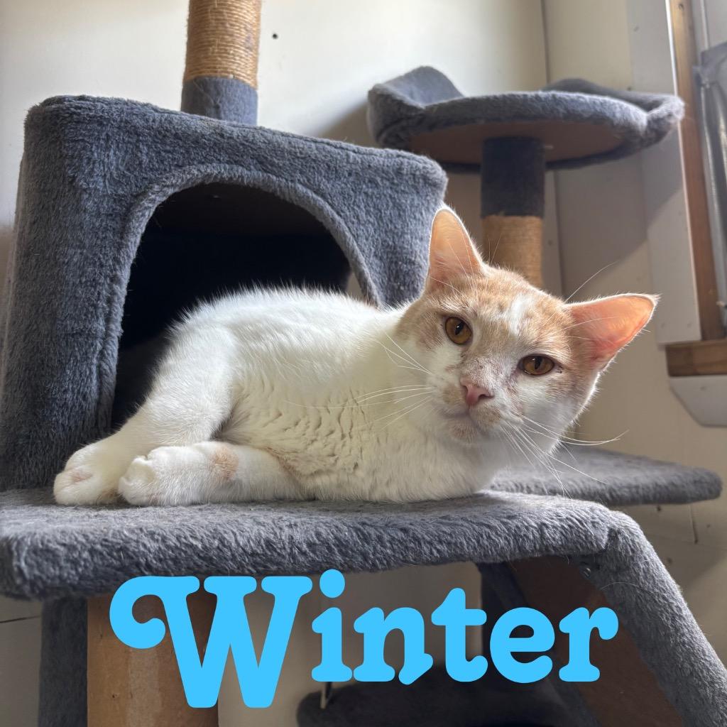 Winter, a Adoptable Domestic Short Hair in Hillsboro, OH image 3/5