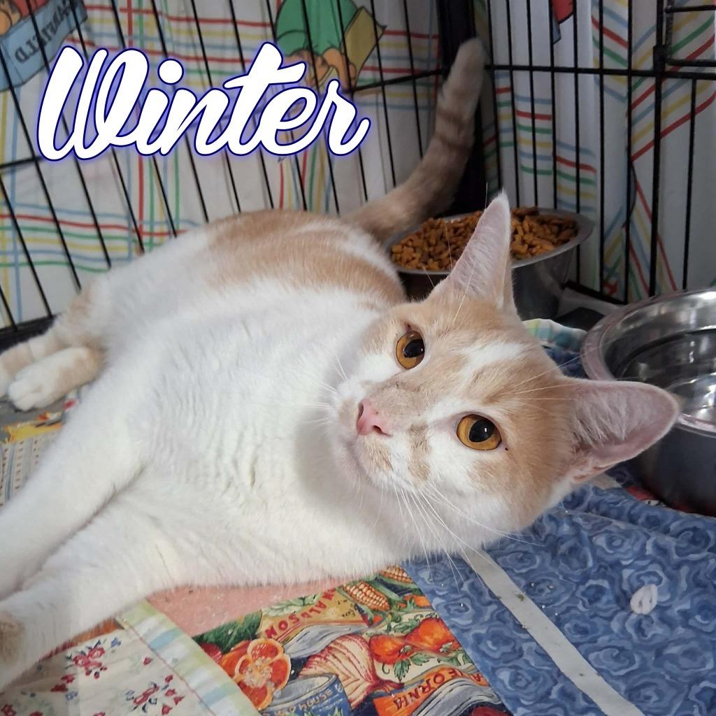 Winter, a Adoptable Domestic Short Hair in Hillsboro, OH image 3/3