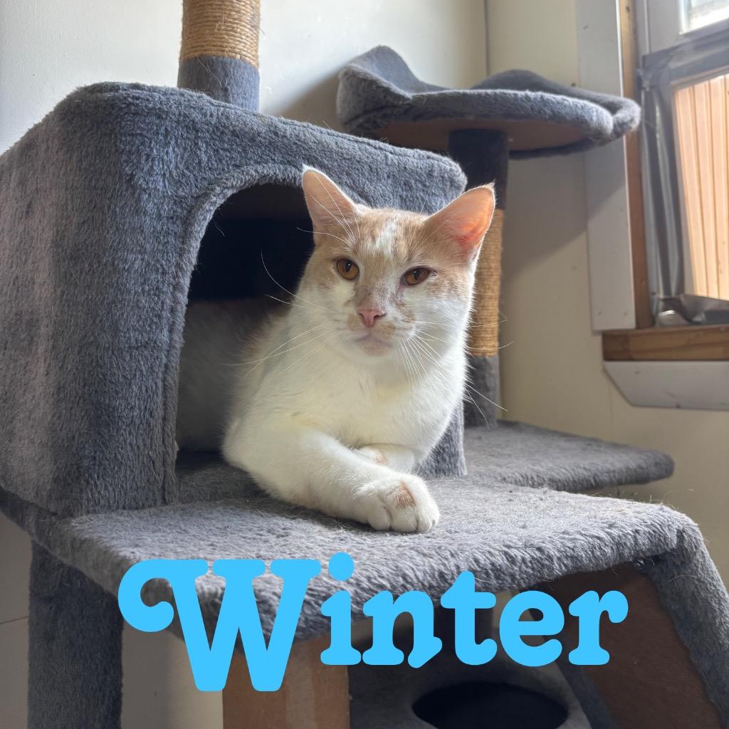 Winter, a Adoptable Domestic Short Hair in Hillsboro, OH image 5/5
