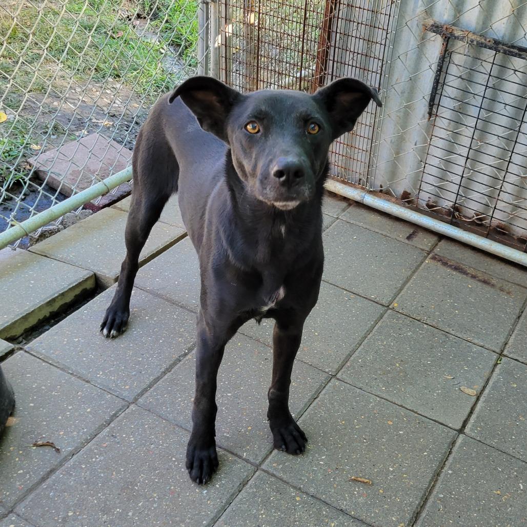 Buffy — thumbnail 3