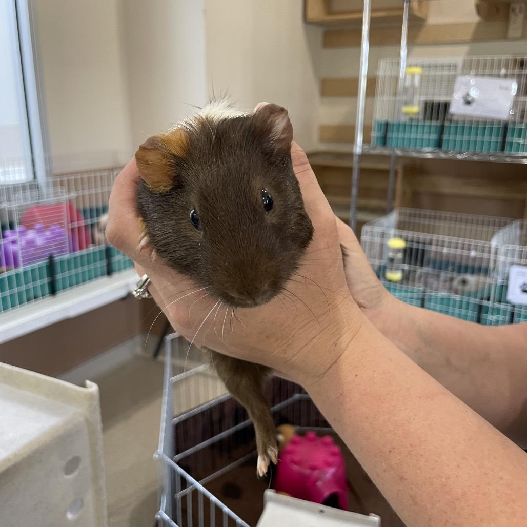 Enlarge Fudge, a Adoptable Guinea Pig in Reno, NV image 1/1