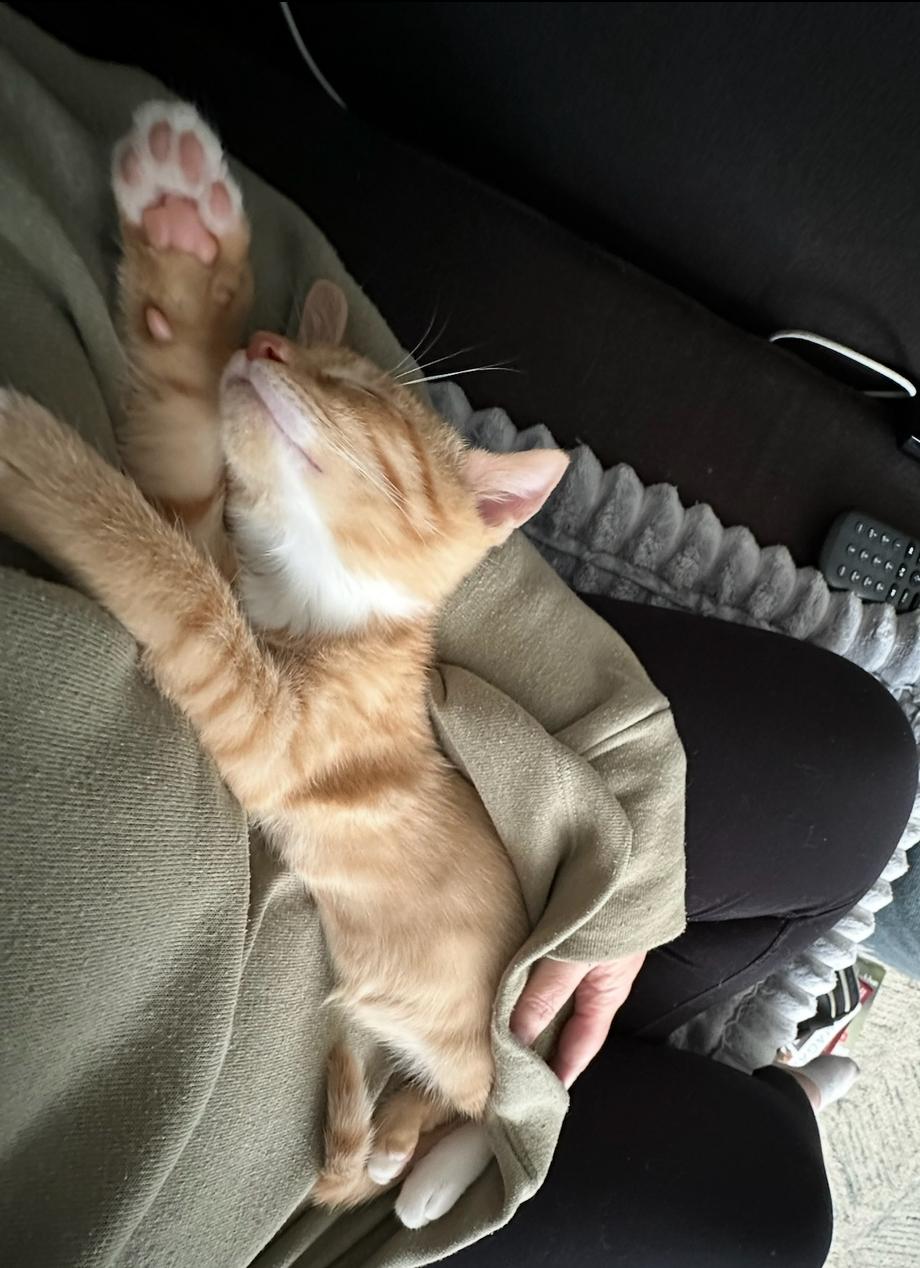 Berlioz the purrfect Baby Boy, an adopted Domestic Short Hair in Stamford, CT image 5/6