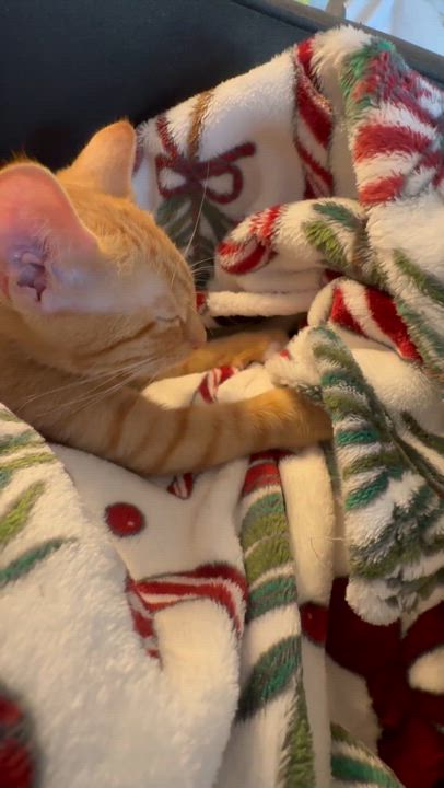 Enlarge Berlioz the purrfect Baby Boy, an adopted Domestic Short Hair in Stamford, CT video 3/6