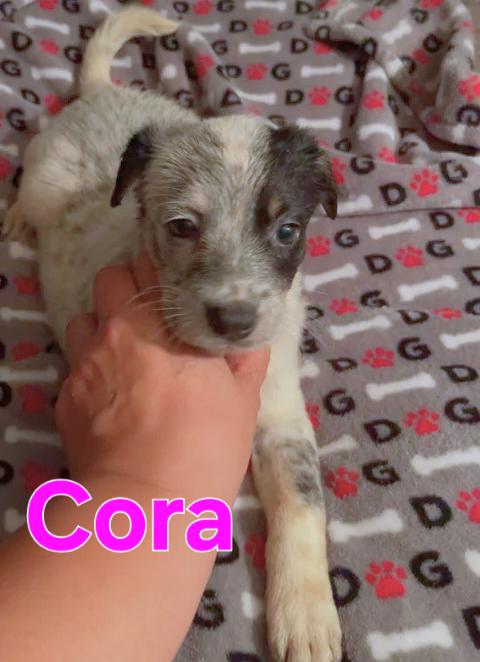 Enlarge Cora, an adopted mixed breed in Dallas, TX image 1/5