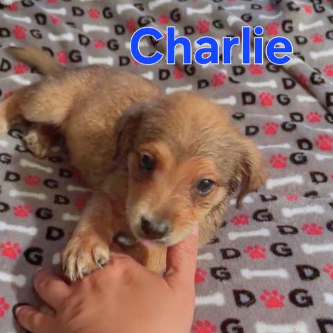 Enlarge Cora, an adopted mixed breed in Dallas, TX image 3/5