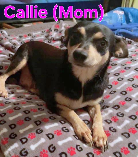 Enlarge Cora, an adopted mixed breed in Dallas, TX image 5/5