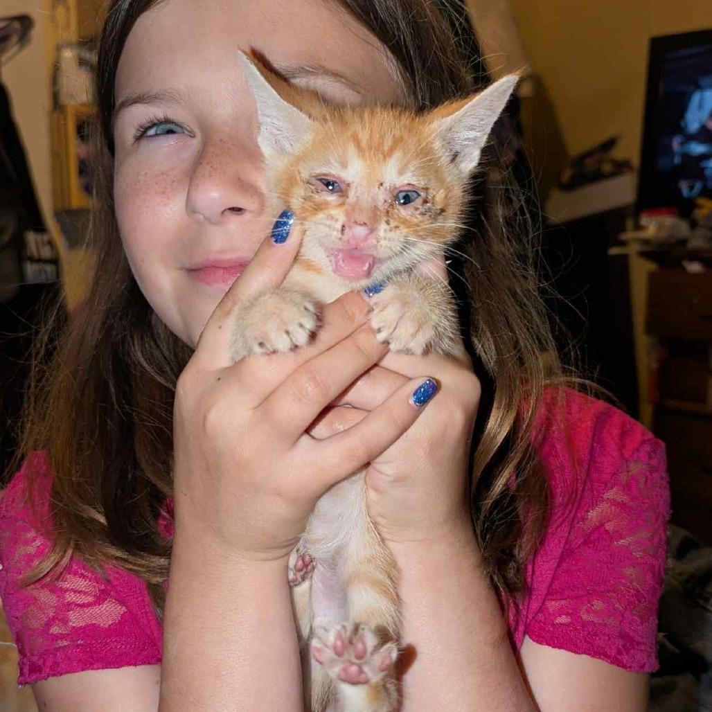 Bacon, Adoptable, Young Male Domestic Medium Hair.