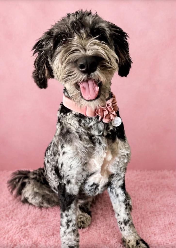 Bernadette, Adoptable, Puppy Female Bernese Mountain Dog & Poodle.