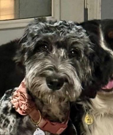 Enlarge Bernadette, a Adoptable mixed breed in Claremore, OK image 2/2