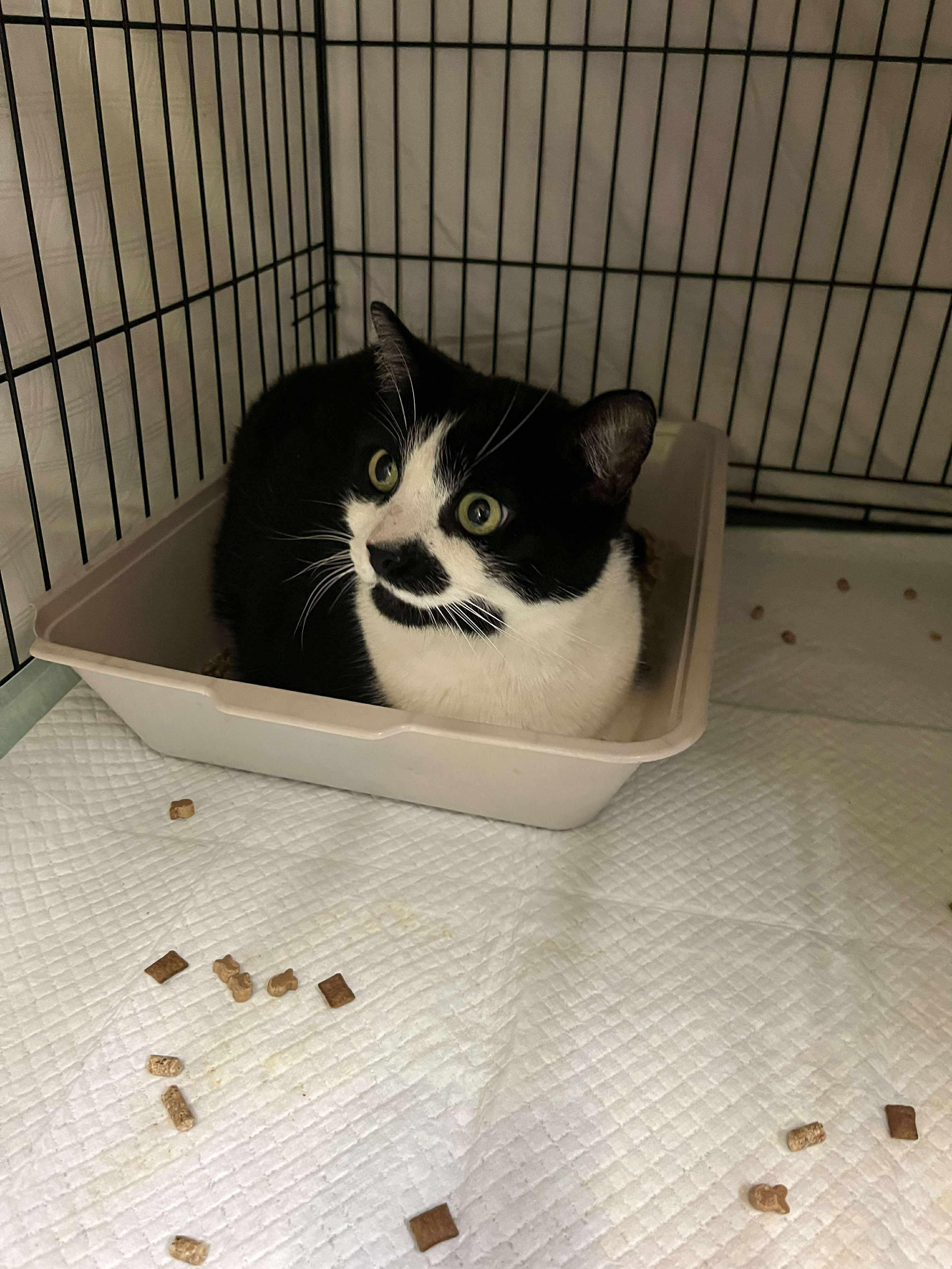 Enlarge Tuffy, a Adopted Domestic Short Hair in Spring Hill, FL image 1/1
