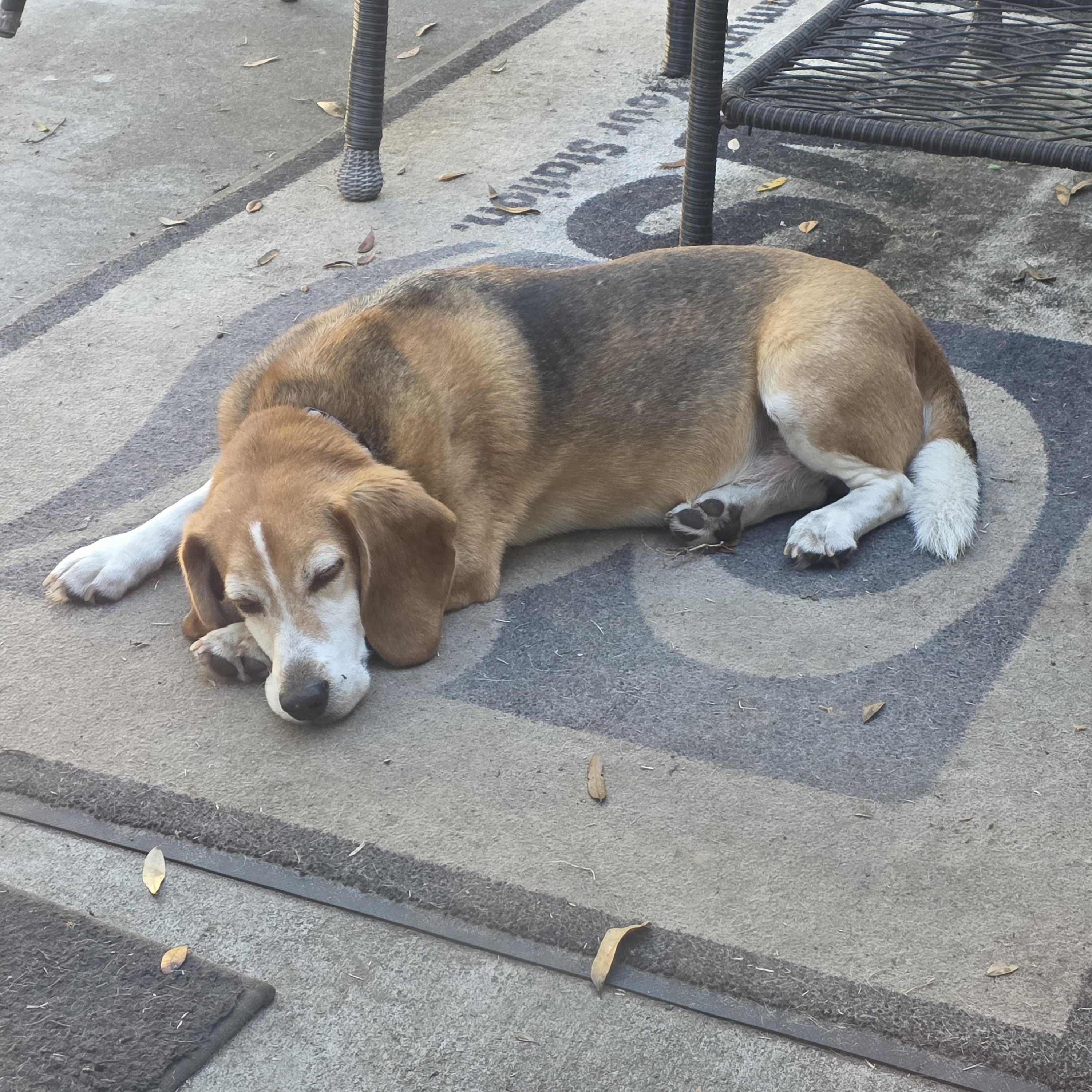 Enlarge Duke, a ADOPTABLE Beagle in Athens, GA image 2/3
