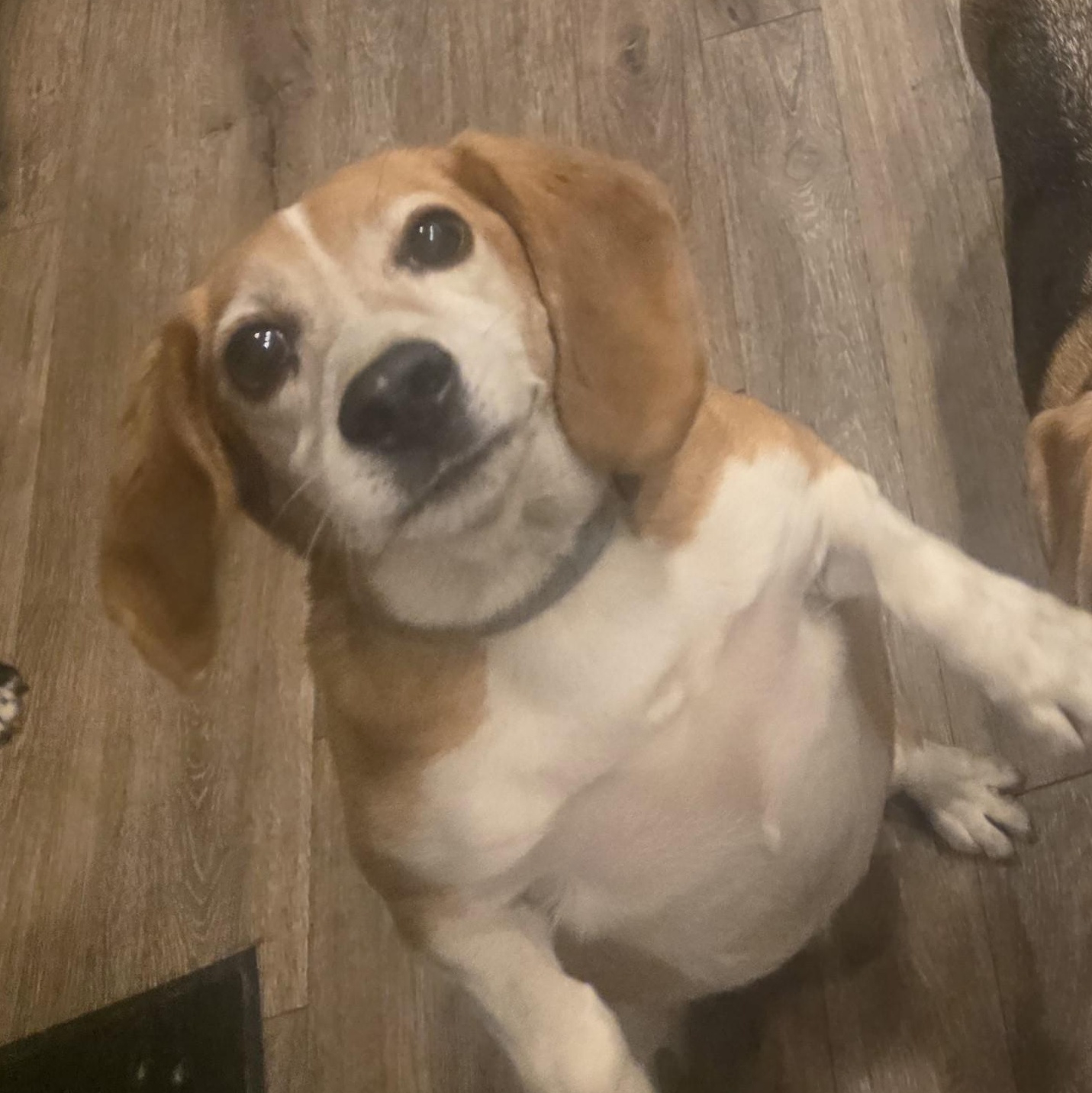 Enlarge Duke, a ADOPTABLE Beagle in Athens, GA image 1/3