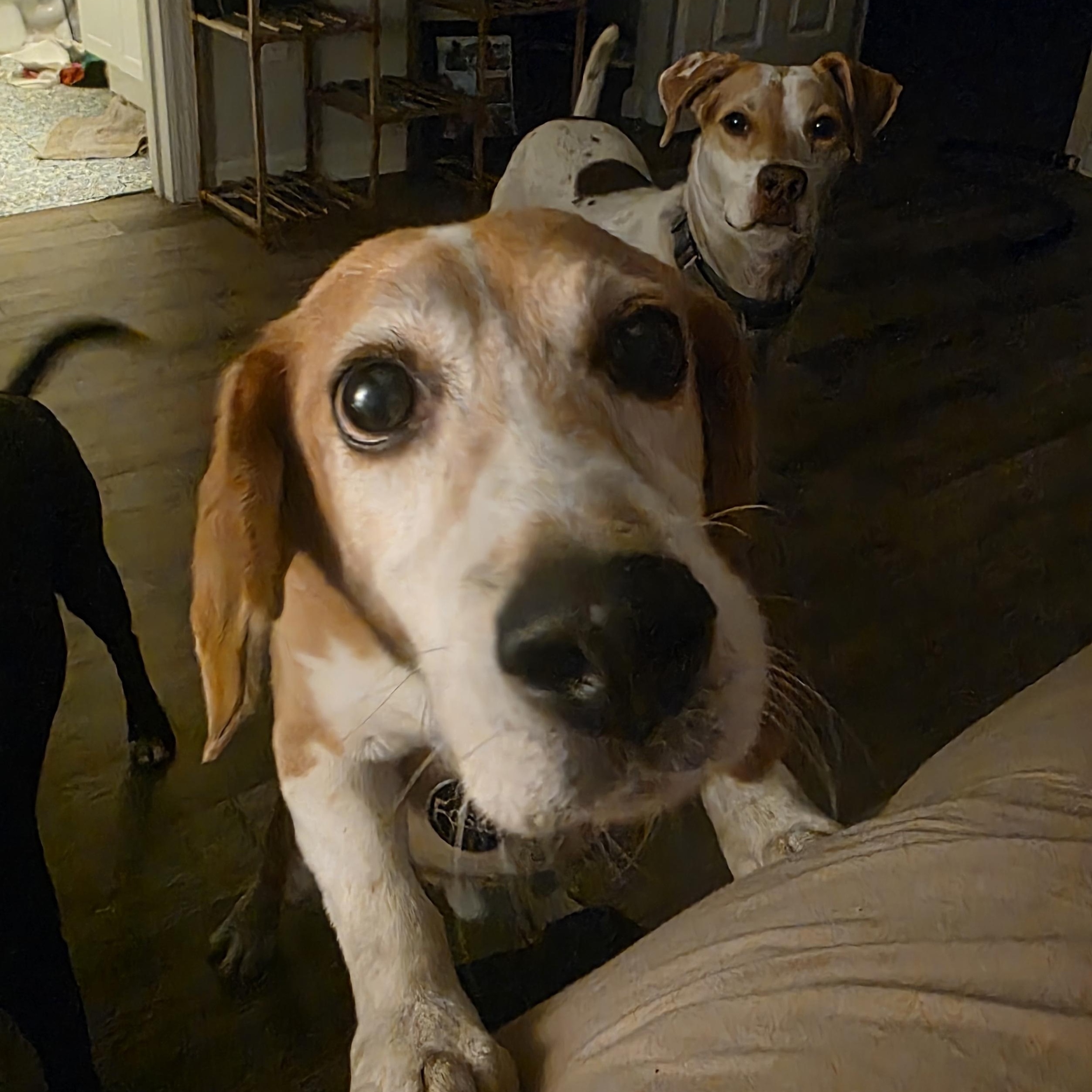Enlarge Duke, a ADOPTABLE Beagle in Athens, GA image 3/3