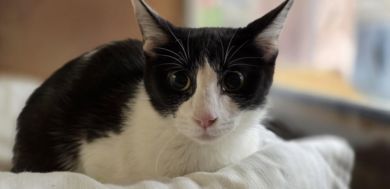 Enlarge Louise, a Adoptable Domestic Short Hair in Rowlett, TX image 1/1