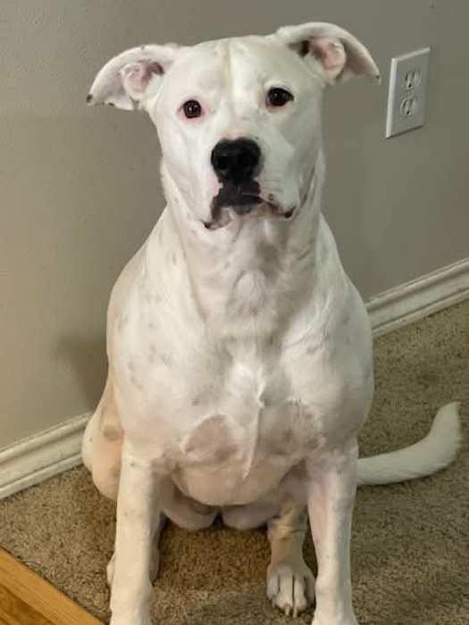 Honeybee, Adoptable, Adult Female Boxer.