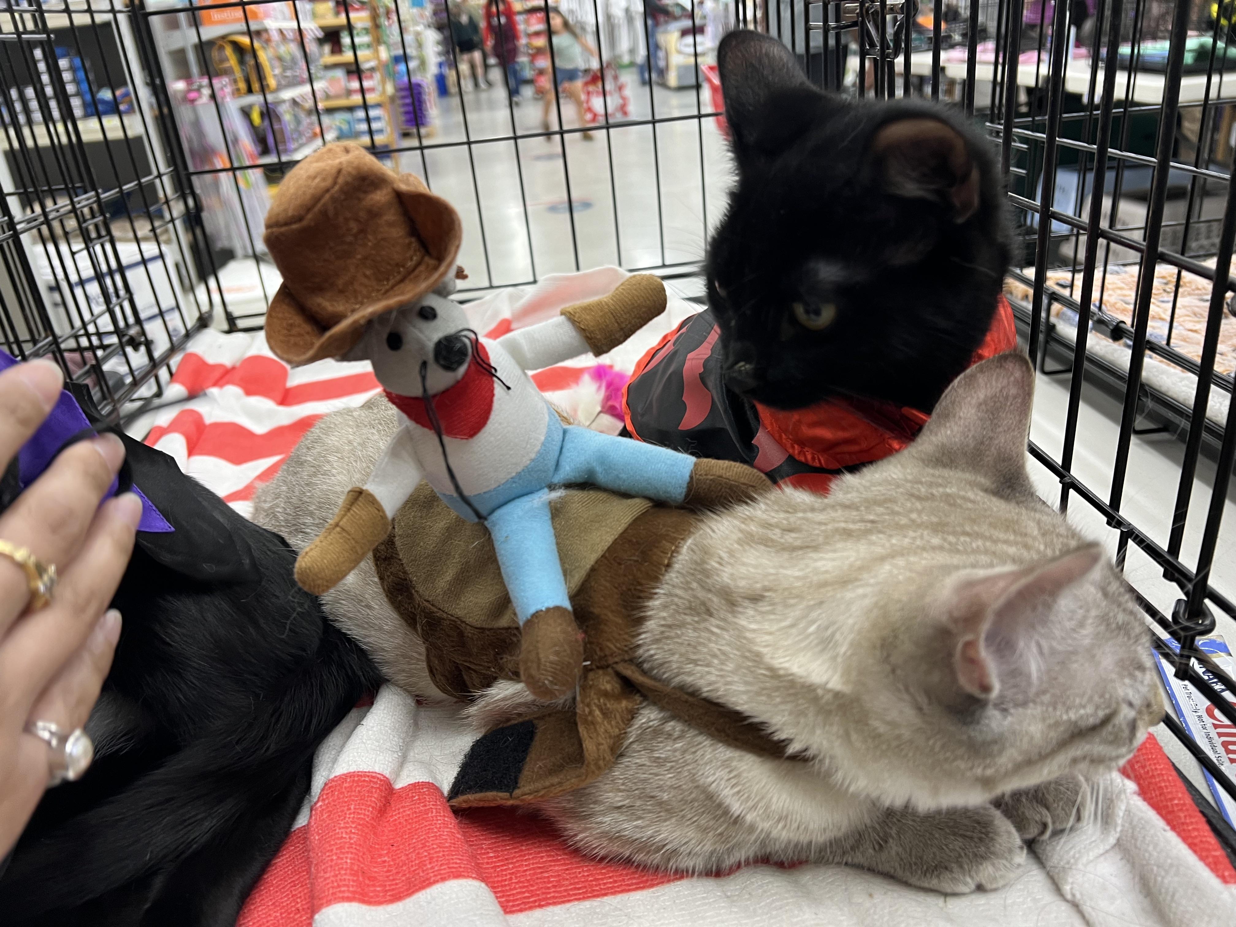 Kaira (aka Kaali), a Adopted Domestic Short Hair in South San Francisco, CA image 1/3