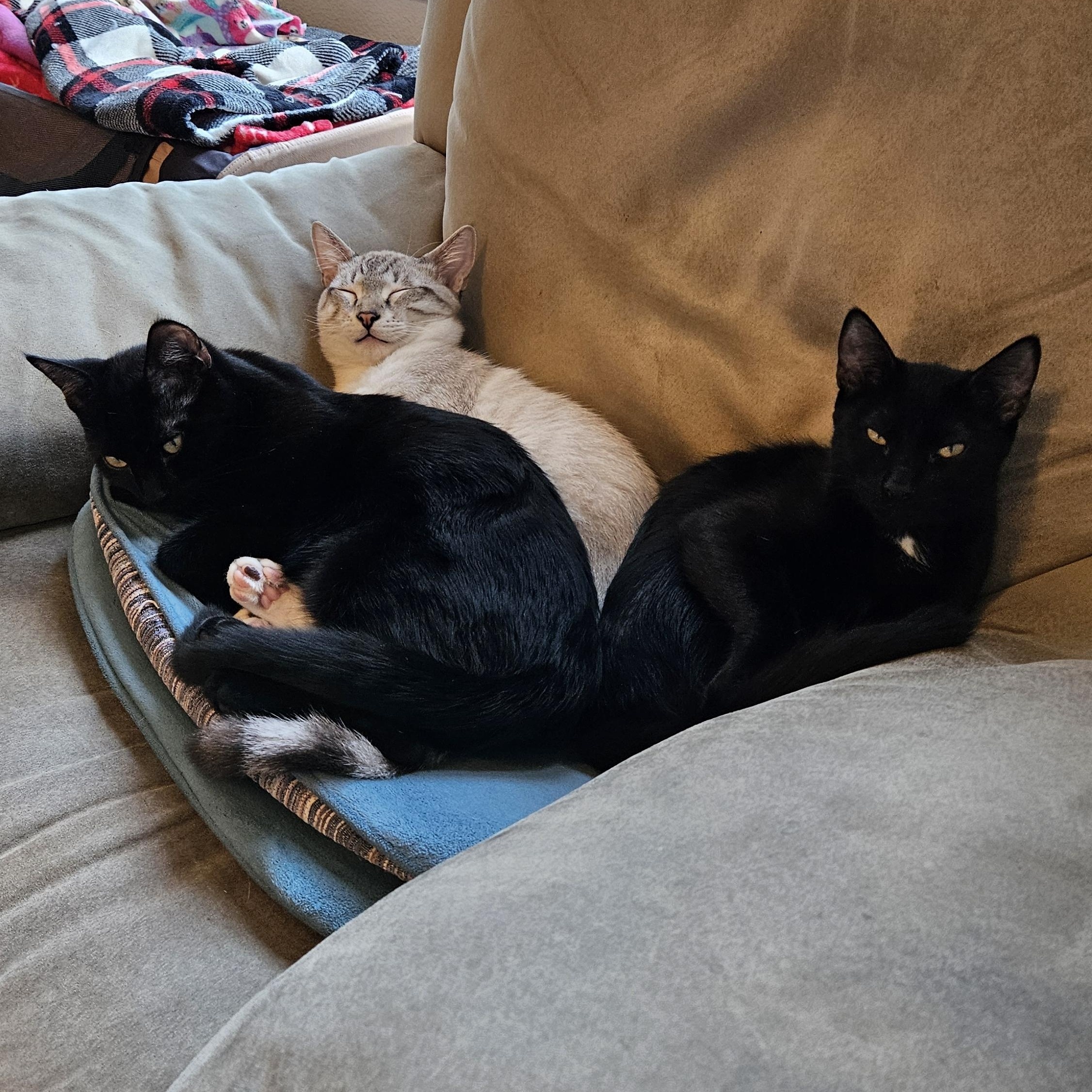 Kaira (aka Kaali), a Adopted Domestic Short Hair in South San Francisco, CA image 3/3